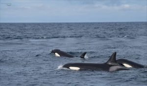 Polar Journal Launches Insightful Political Expedition into Arctic and Antarctic Dynamics